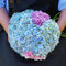 Benoon Semillas De Hortensias, 1 Bolsa Semillas De Hortensias Bola De Nieve Pequeña Rara Natural Semillas De Flores Esféricas Enormes Para Jardín Azul Hortensia