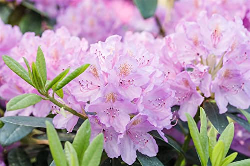 Rhododendron Hybride 'INKARHO-Dufthecke' 40-50 cm – Winterhart, Immergrün, Pflegeleicht – Rhododendron – Heckenpflanze für Garten & Sichtschutz