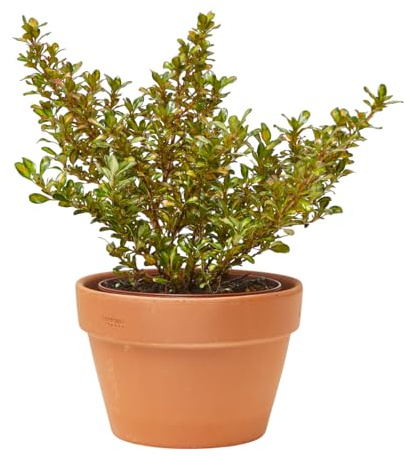 Verdecora Coprosma en maceta de 3L | Coprosma repens | Arbusto de Exterior con Follaje Brillante y Cambiante | Ideal para Jardines, Bordes y Macetas