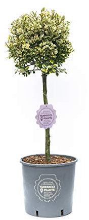 Vannucci Piante - Ligustrum ovalifolium Aureum, Ligustro Aureum, Pianta vera in vaso, Mini alberetto, Pianta formata, Pianta da terrazzo