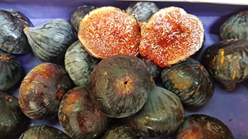 Ficus carica 'Violette de Solliès' / Figuier 'Violette de Solliès' / Conteneur de 1 à 1.9 litres/Fruitier