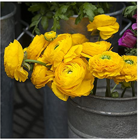 10 x Ranunculus Asiaticus Yellow Summer Flowering Bulbs Persian Buttercup Aviv Cut Flowers Hardy Garden Perennial Corms Size 5/6