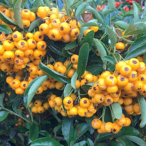 Plant Theory 80cm - 100cm Trellis Saphyr Jaune Firethorn Pyracantha Shrub Plant 10L Pot