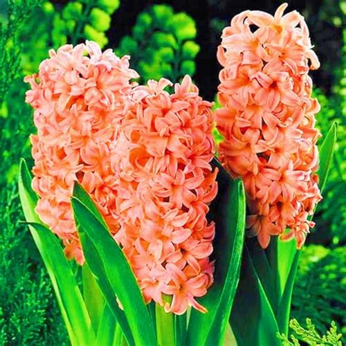 Hyazinthenzwiebel Winterhart MehrjäHrige Hyazinthen Pflanzen Winterhart,Hyazinthen Rhizome,Hyazinthe Kaufen Gärten Geschenk bereit MehrjäHrige Knollenpflanze Im Topf Pflanzen-8zwiebeln-a
