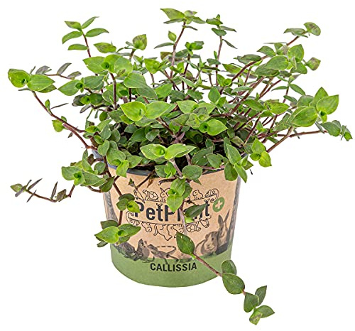 Bloomique - Callisia repens - Plante tortue - Comestible pour animaux - Plante d’intérieur - Sans danger - Hauteur 40-50 cm - Pot 15 cm