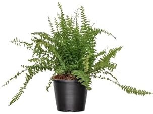 Helecho Común Planta Natural de Exterior Fácil de Cuidar