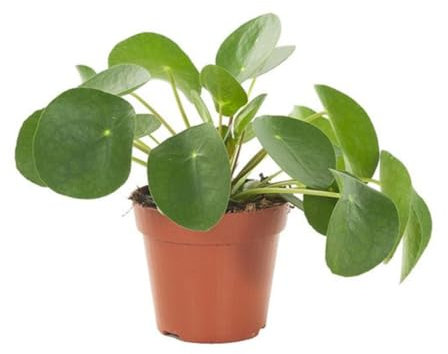 Verdecora Pilea Peperomioides | Planta china del dinero | Planta natural en maceta de Ø13cm | Purifica el aire