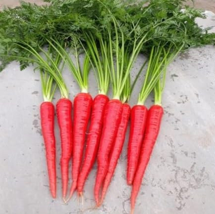 Semillas de zanahoria rosadas 40 piezas