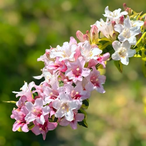 Semillas resistentes de weigela, resistentes la sombra primavera, silvestres raras, decoración sala estar, setos 75pcs