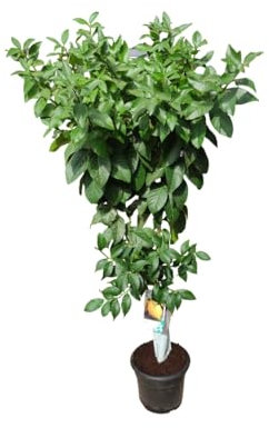 AzJardin- LIMONERO EUREKA- 4 ESTACIONES- Maceta de 25cm. Altura total aprox 1.7m- Planta viva. Limones todo el año