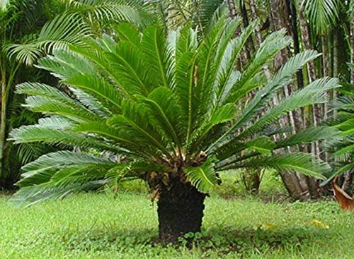 PLAT FIRM GERMINATIONSAMEN: 1 BIG BULB SAGO PALM SELTENE CYCAS REVOLUTA LEBENDE ANLAGE BONSAI SCHÖNE PALM THAI