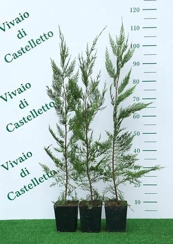 Cipresso di Leyland Cupressocyparis leylandii in vaso ø10 cm h. 60/80 cm Vivaio di Castelletto