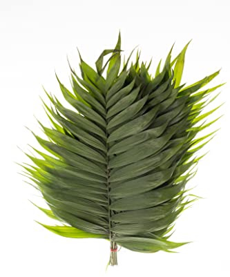 Generic Fresh Palm Leaves for Wedding & Event Decor | 10 Stems/Bunch, Approx. 27 Tall, Tropical Style