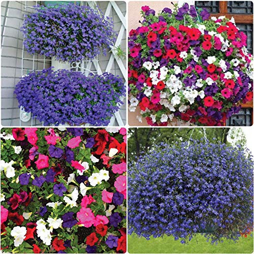 Growtanical 24 x Petunia Super Cascade Mix Lobelia 24 x Trailing Fountain Sapphire Plug Plants