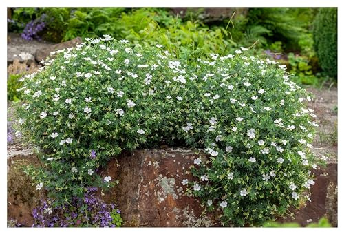 Stauden Gänge 10 x Geranium sanguineum 'Album' (Winterhart/Stauden/Staude/Mehrjährig/Bodendecker) Weißer Blut Storchschnabel - Ein Meer aus weißen Blüten den ganzen Sommer - Bienenfreundlich