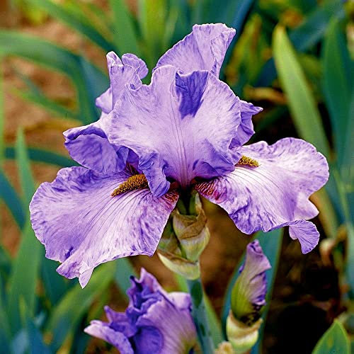 Rizoma iris|Molto delicato |Loved by bulbi a fioritura-1,5Rizomas