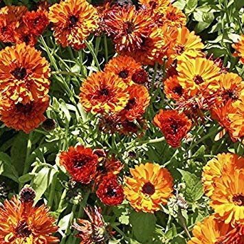 Semi di semi 'Tocco di Rosso' Ringelblume 50 Semi Calendule (Calendula) halbgefüllt