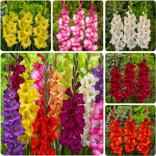 Collection de Bulbes de Gladioles - 50 pièces - Mélange de Bulbes de Fleurs pour Jardin et Pots - Mélange de 7 Couleurs et Variétés - Fleurs et Plantes des Pays-Bas (pas de graines, non artificiels)