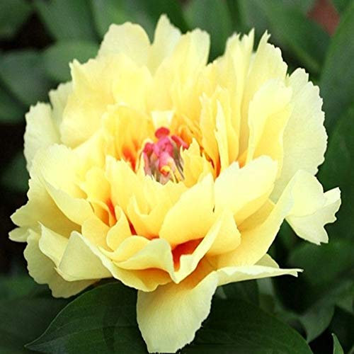 3-5 yeux pivoine racine nue - racines de pivoine à planter - bulbes/racines sains de haute qualité et sains (1, jaune)