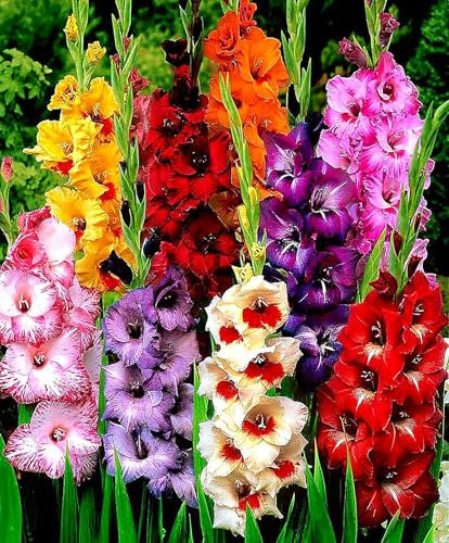 Gladiolenzwiebeln, Regenbogenfarben,FrüHblüHend, Balkon,Gladiolen,Gartenzwiebeln,Viele Blumen,Topfpflanzen, Winterhart, Geheimnisvolle Zauberzwiebeln-5zwiebeln-B