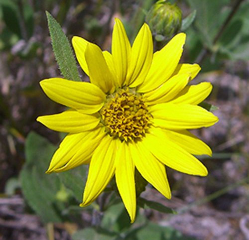 NANO-GIRASOLE PICCOLO | 30 demi | Hélianthus pumilus | Perenne Z5