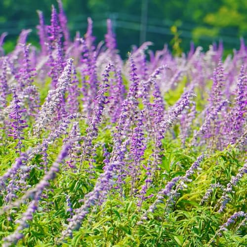 Semi di salvia, selvatiche Semi di Salvia japonica, rare semi di giardino 200pcs