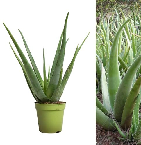 Aloe Vera Succulent Plant - 25-30cm in Height Inc Pot - Perfect for Beginners
