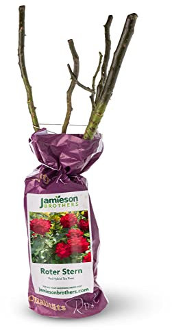 Hybrid Tea Rose - Roter Stern, Bare rootball by Jamieson Brothers