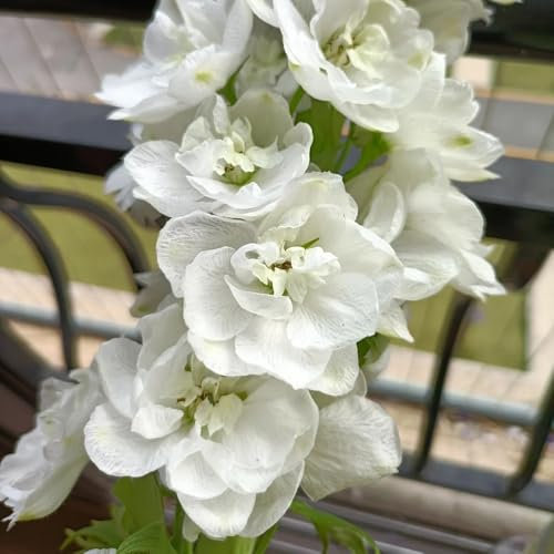 rittersporn samen winterhart mehrjährig, winterharte stauden mehrjährig, pflanzen winterhart exotische pflanzen, pflanzen samen indoor winterharte pflanzen für balkon, stauden 220pcs