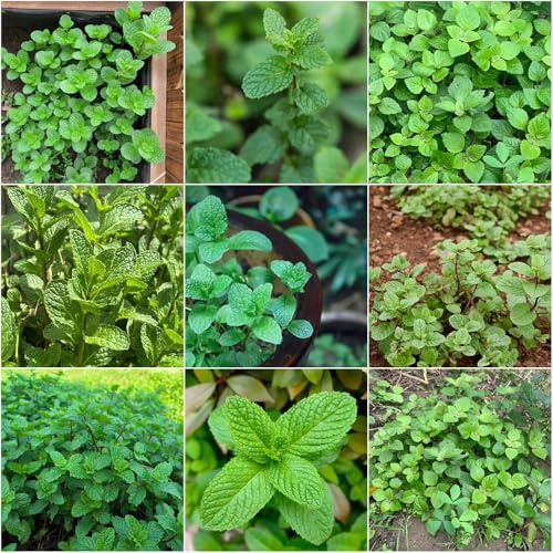 Semi di menta marocchino - semi di menta - rari balcone serraio biologico balcone resistente bonsái 1000pcs
