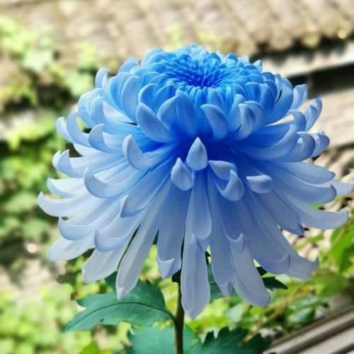 chrysanthemen chrysantheme blumenwiesensaat blumengarten kräutersamen blumenwiese herbstaussaat mehrjährig gartendeko für draußen extrem winterharte kübelpflanzen topfpflanzen echt 1500samen