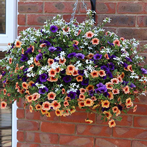 'Fruit Salad' Jumbo Bedding Plug Mix x 12 Basket and Pot Plants