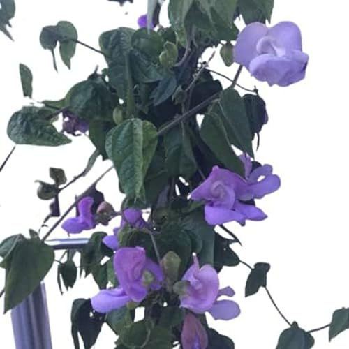 semillas de frijol caracol - Vigna caracalla - resistentes orgánicas balcón primavera decorativas jardín 40pcs