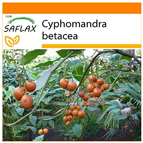 SAFLAX - Garden in the Bag - Tropiskt Tomatträd/Tamarillo - 50 Frön - Med underlag i en passande resväska - Cyphomandra betacea