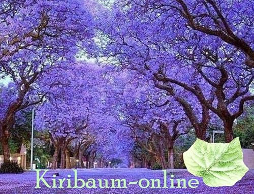 Kiribaum, Paulownia Pao Tong Z07, Blauglockenbaum, schnellwachsend, winterhart, bis -33°C