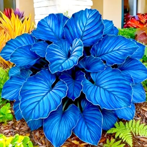 Bulbos de hosta/Hosta/Hosta Rizoma-Resistente/Fragante y de fácil cuidado/Perenne-F-6 Rizoma