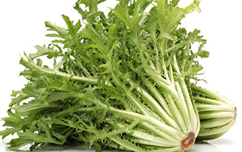 100 Graines de Chicorée Frisée - jardin potager légumes - semences paysannes reproductibles - SemiSauvage