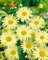 Leucanthemum x superbum 'Sonnenschein' ca. 9x9 cm Topf - Margerite, gelbe Blüten, Blütezeit Juni-September, ideal für Beete, pflegeleicht, bienenfreundlich