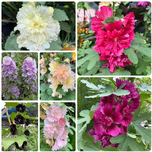 Semi di malvarosa, autunnali resistenti Alcea rosea, malvarosa, luoghi soleggiati per il giardino resistenti 350pcs