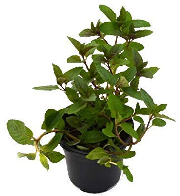 Menta Planta Natural Pequeña Con Maceta - Planta Aromática y Culinaria Sabor Intenso