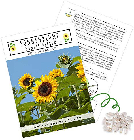 Farbenfrohe Sonnenblumen Samen mit hoher Keimrate - Blumensamen für einen bunten & bienenfreundlichen Garten (20 Korn Sanfte Riesen, bis zu 3 Meter hoch!)