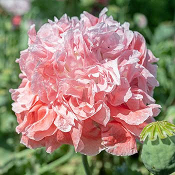 PAPAVERO A FIOR DI PEONIA ROSA SALMONE NR.50 SEMI