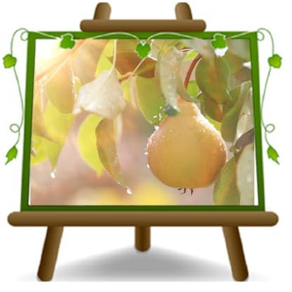 Peri Spatule Birne - Poirier Plante à Partir De Fruit de Poire Sur Vase 24 CM Hauteur Max 180 CM - Eta ': 4 Ans