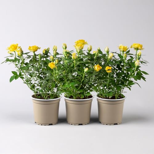 Rose 'Golden Aloha Kordana® Classic', gelb, Topf-Ø 10,5 cm, 3 Pflanzen