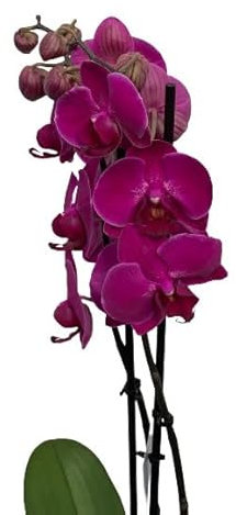 Cool Green - Planta natural - Orquidea Natural 2 tallos Burdeos - Apta para Mascotas