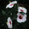 BRKENT Hibiskus Pflanze Samen Winterhart Kletterpflanzen Balkonpflanzen Bodendecker Mehrjährig Stauden Riesen Blumensamen Gastgeschenk Gartendeko Für Draußen 100, Weiß