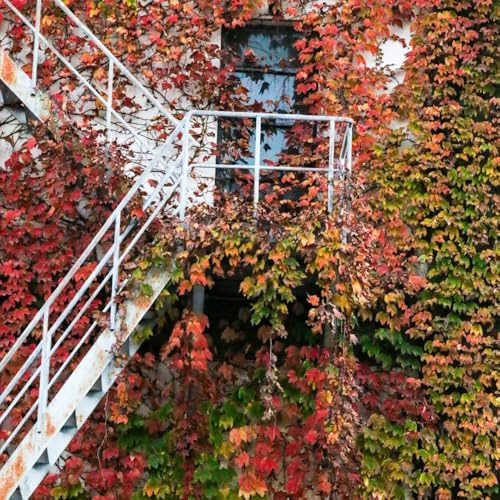 Vino salvaje - Balcón con jardín de aromáticas parra virgen de oficina hoja Decoración pared verde con enredaderas raras balcón trepadora 700semillas