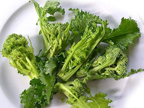 Buy4seeds BROCCOLETTO QUARANTINO RICCIO 1000 Finest Seeds Easy to Garden Yard Patio