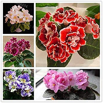 Potseed Keimfutter: Mischung: 50 Samen Usambaraveilchen Samen Mischfarben Blumen Saintpaulia Ionantha Garten BO