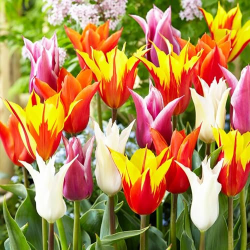Mélange de Tulipes à fleurs de lys, 25 Bulbes de tulipes exclusifs de Hollande, Au moins 5 variétés et couleurs différentes, Bulbe résistant à l'hiver et vivace pour le jardin, les pots et le balcon.